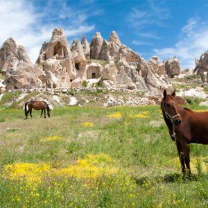 Horseback Riding